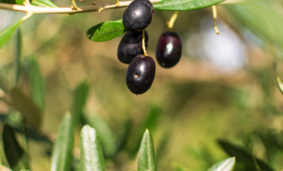 Prikupljanje uzoraka maslinovog ulja za analize za smotru ulja