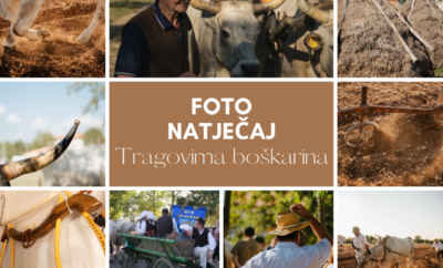 Kreće fotografski natječaj za izložbu „Tragovima boškarina“ povodom Jakovlje